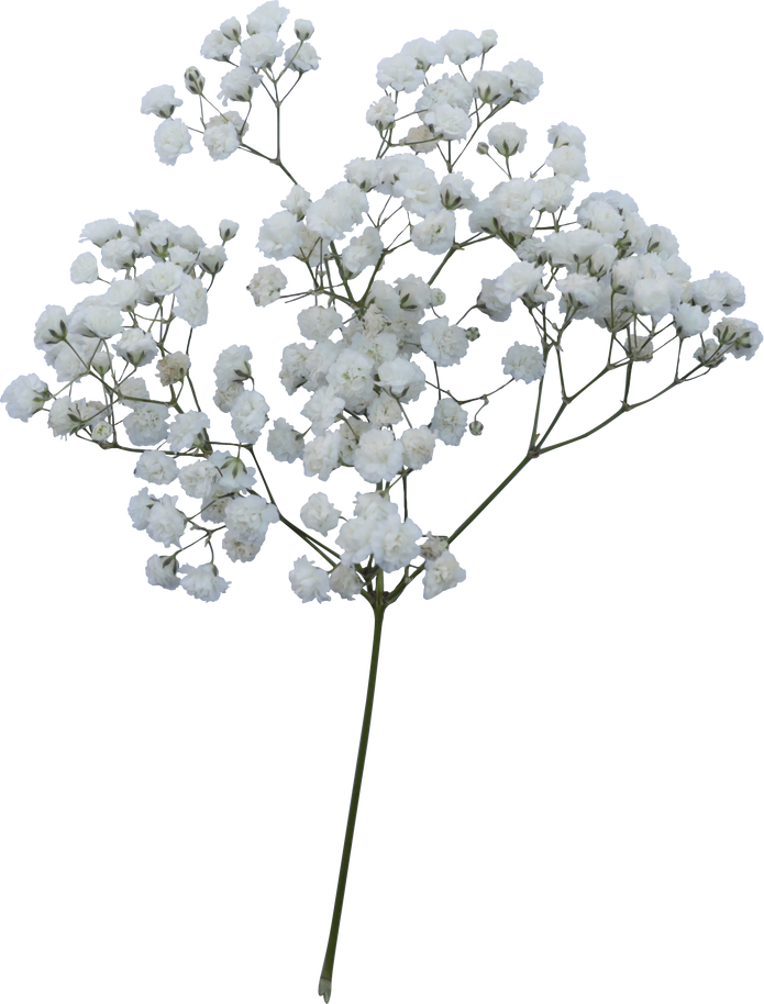 Baby's breath